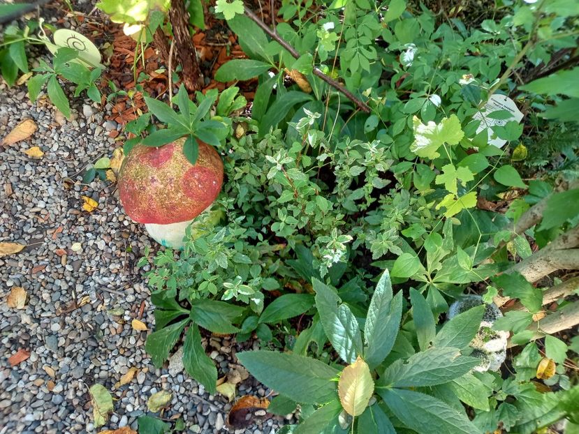  - Grădina 2022 continuare 4