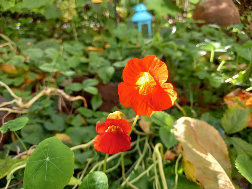  - Grădina 2022 continuare 4