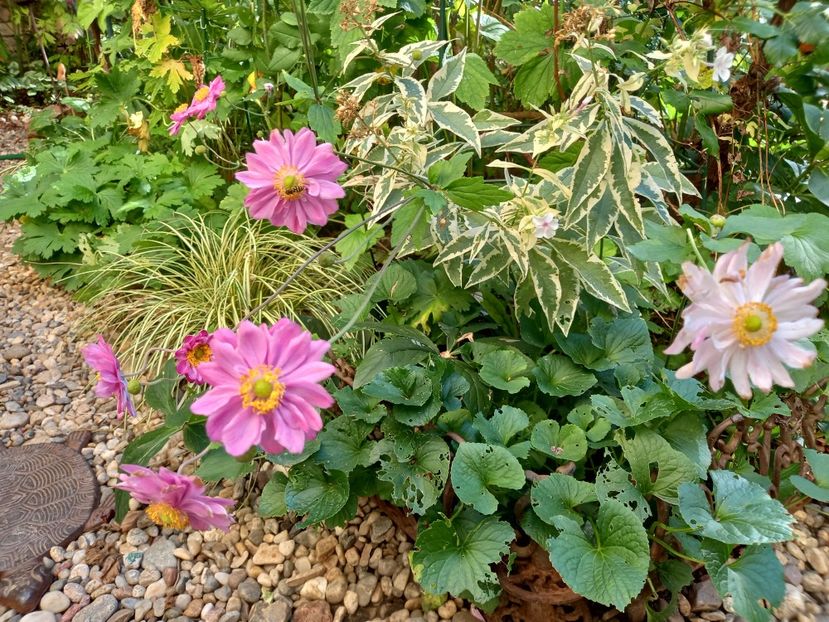  - Grădina 2022 continuare 4