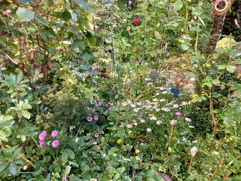  - Grădina 2022 continuare 4