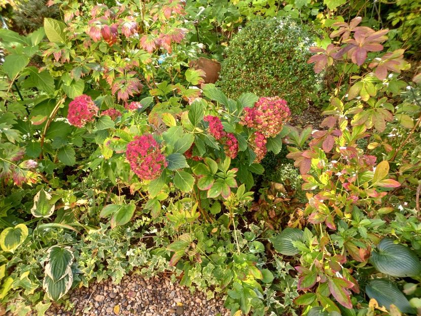  - Grădina 2022 continuare 4