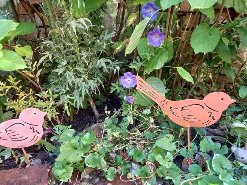 Geranium Rozanne - Grădina 2022 continuare 4