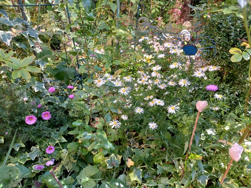  - Grădina 2022 continuare 4