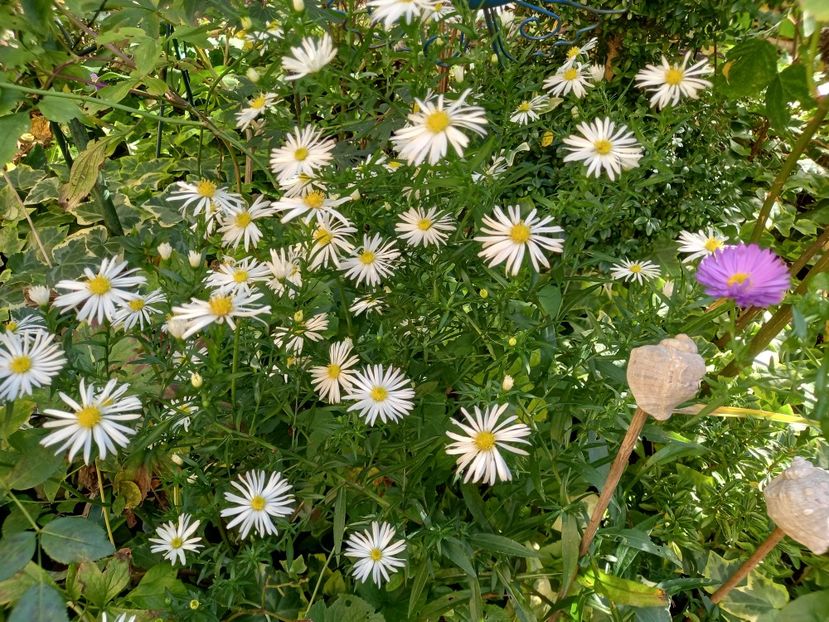  - Grădina 2022 continuare 4