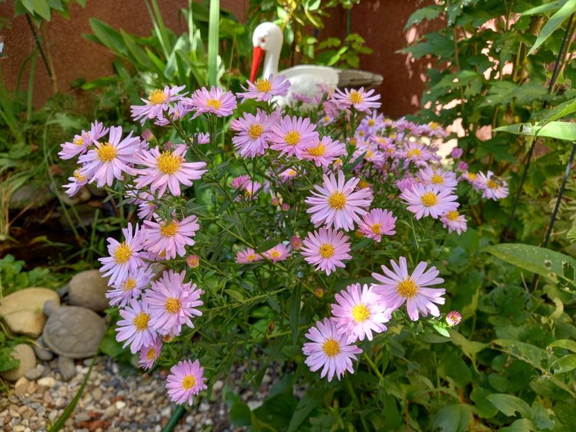  - Grădina 2022 continuare 4