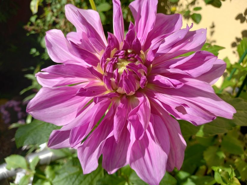  - Grădina 2022 continuare 4