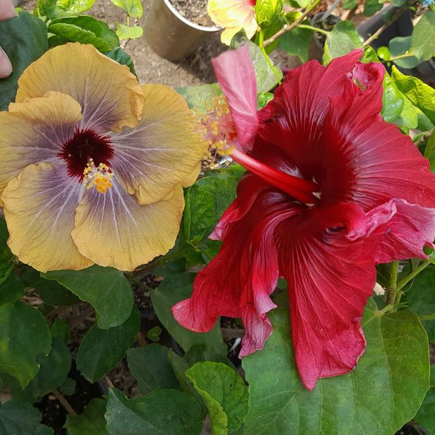 06.10.2022 - HIBISCUSI 2022-6