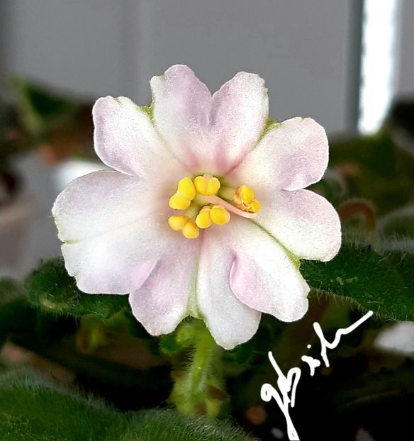  - LE Kiss of an Angel