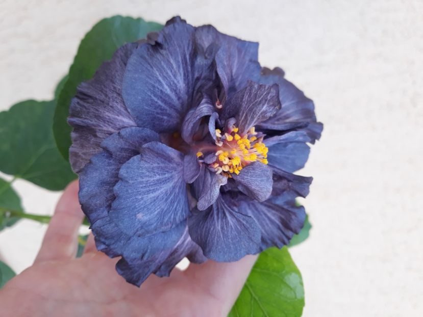 Rezervat Dp s Black Treasure - 50 lei 1 BUC - disponibil lastari neinradacinati de hibiscus