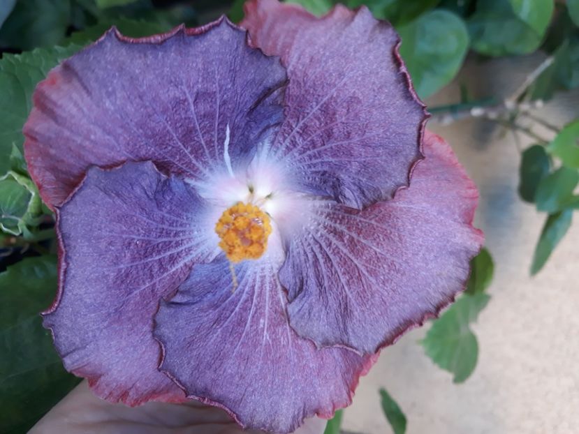 Bo den medusa s eye - 45 ei - lastari rezervati