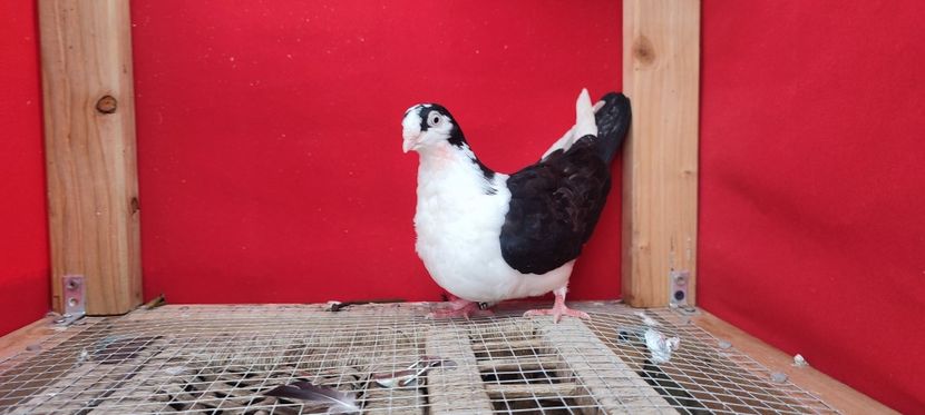  - Porumbei care mi-au aparținut 2