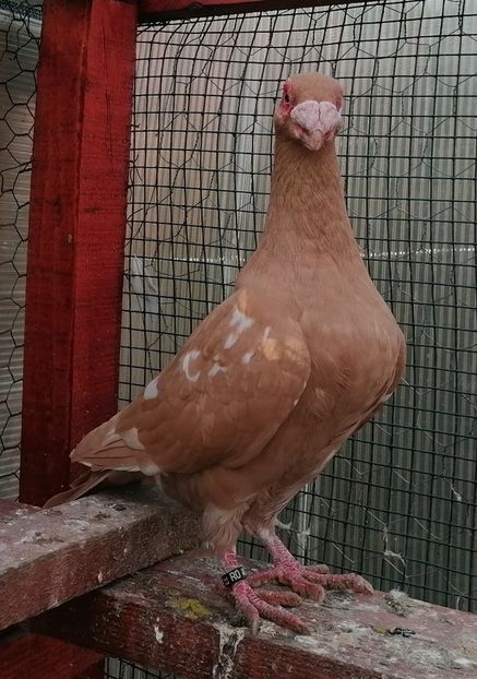 M 2022 - Carunculați 2022