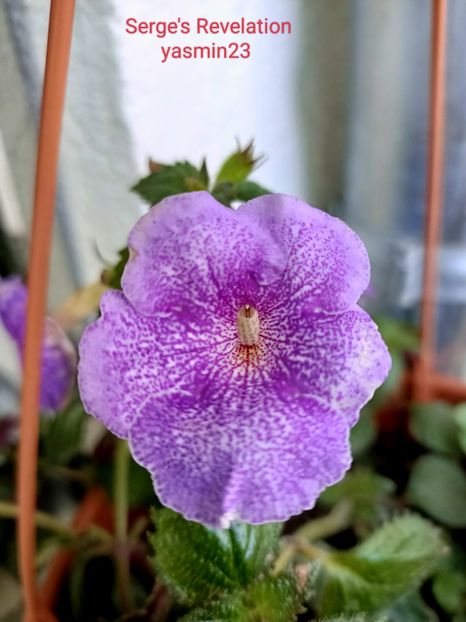 7.10.2022 - Serge-s Revelation 2