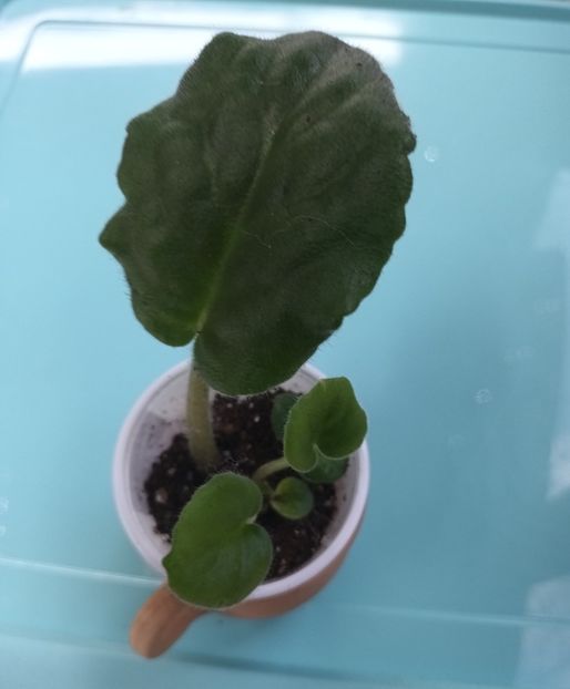  - Looking Glass 2 zzz