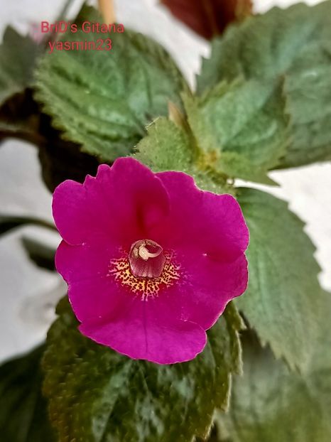 7.10.2022 - BriDs Gitana