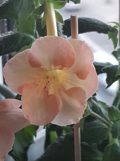  - Icy Melon