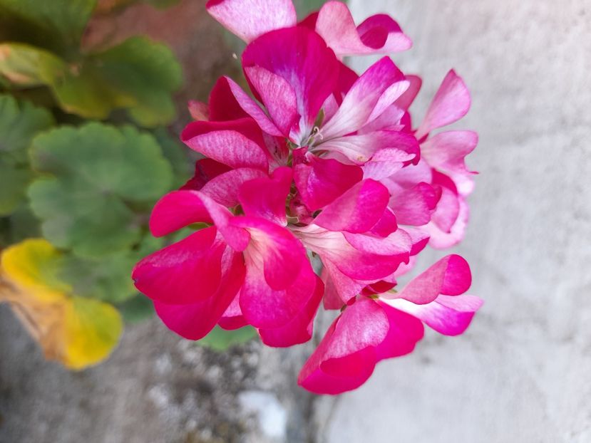  - Pelargonium