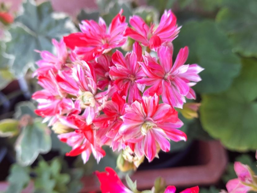  - Pelargonium