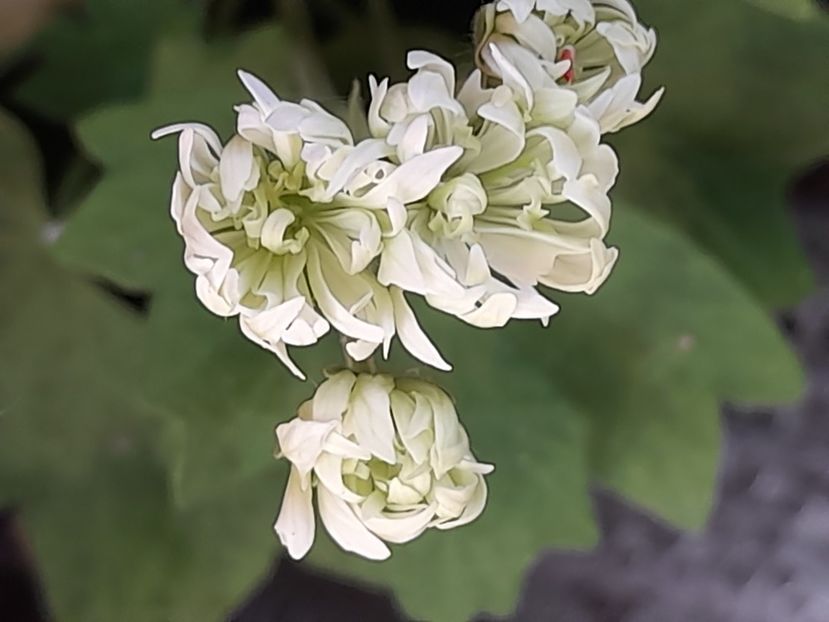  - Pelargonium