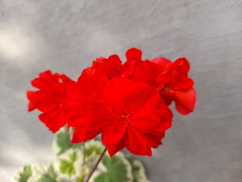  - Pelargonium