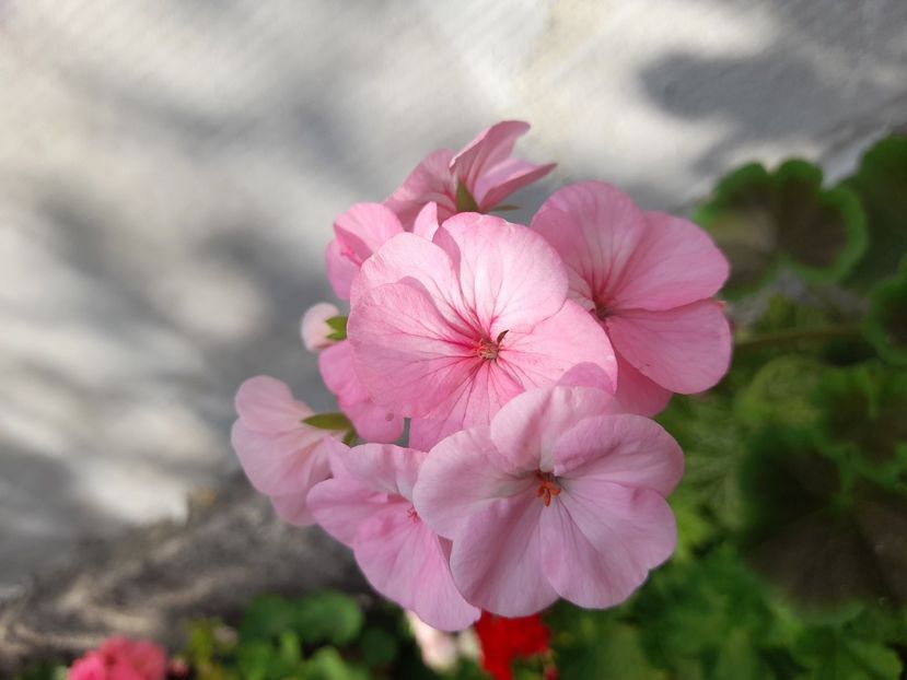  - Pelargonium