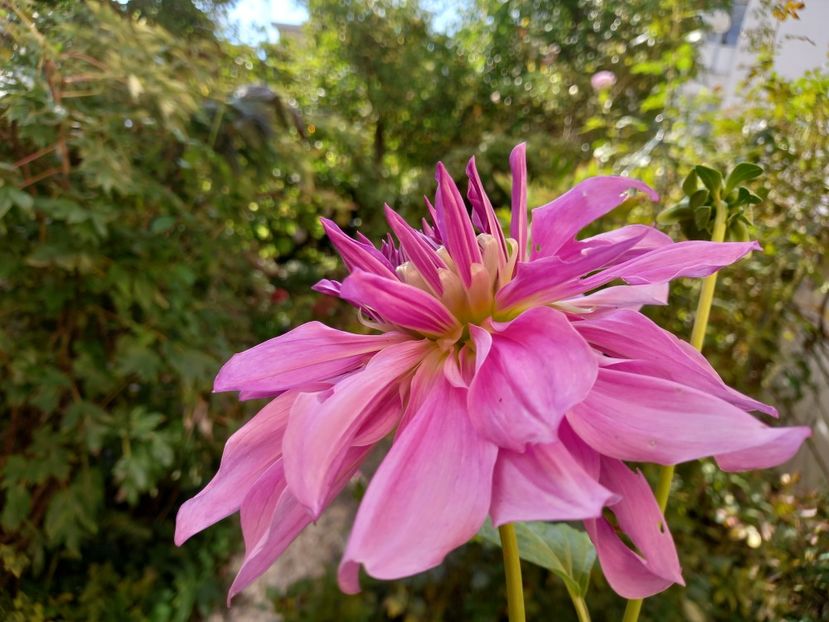  - Grădina 2022 continuare 4