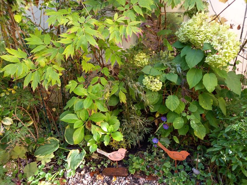  - Grădina 2022 continuare 4