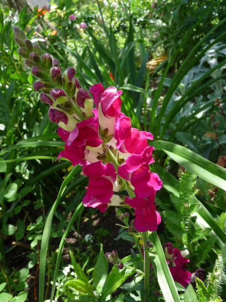  - Gura leului - Antirrhinum majus