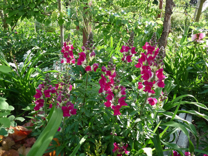 2022 - Gura leului - Antirrhinum majus
