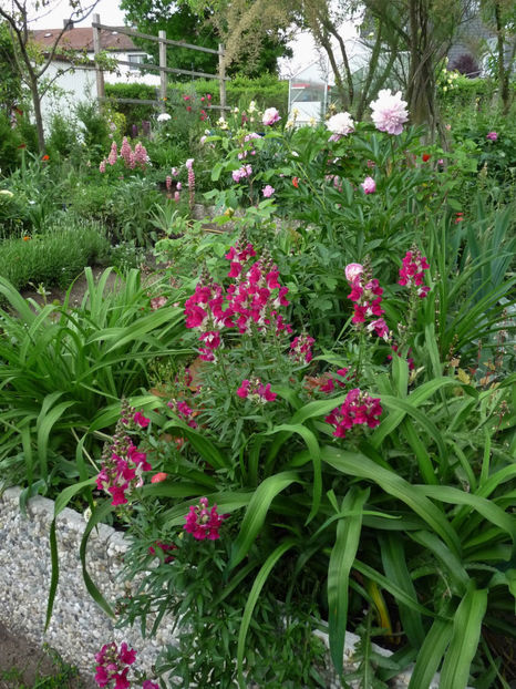  - Gura leului - Antirrhinum majus