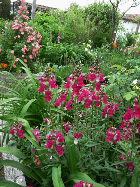  - Gura leului - Antirrhinum majus