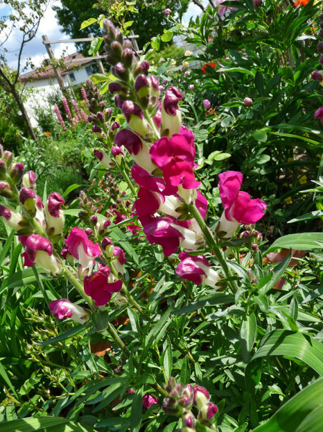  - Gura leului - Antirrhinum majus