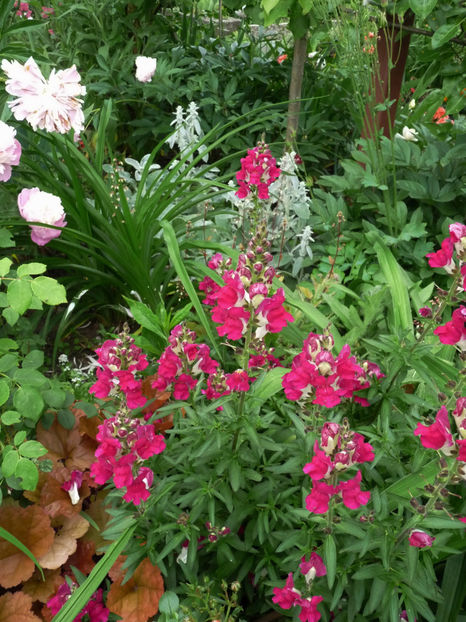  - Gura leului - Antirrhinum majus