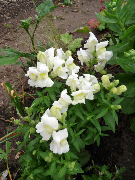  - Gura leului - Antirrhinum majus
