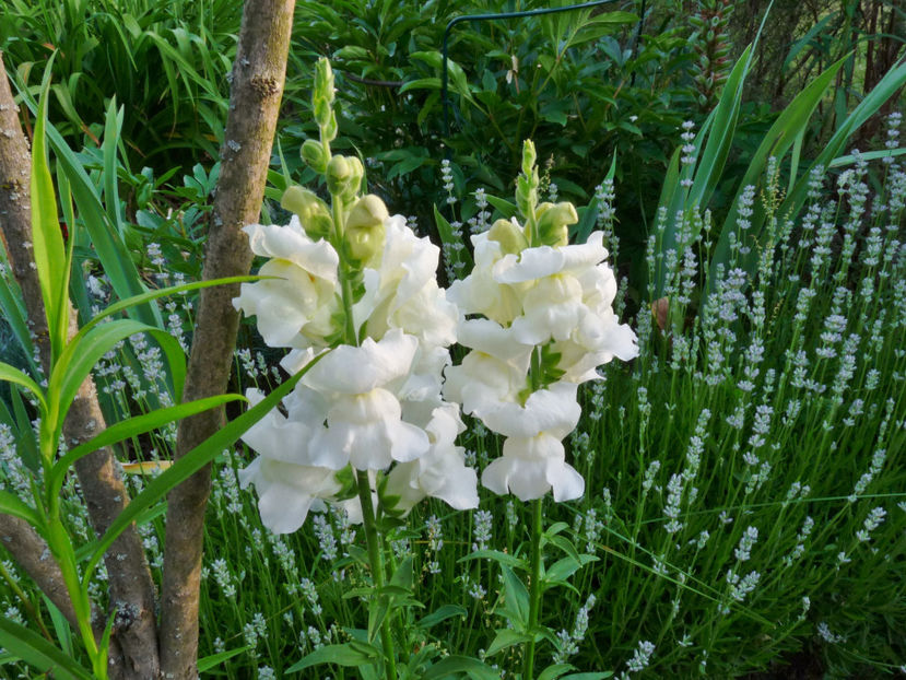  - Gura leului - Antirrhinum majus