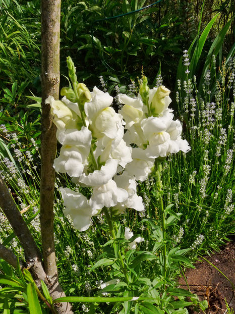  - Gura leului - Antirrhinum majus