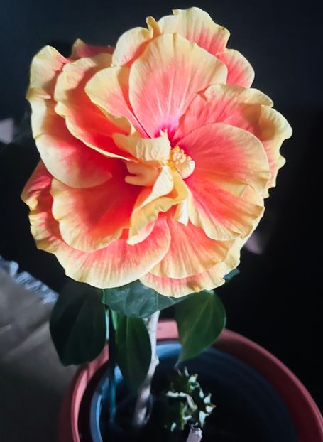 3268841D-D079-438F-BF77-C156957DA526 - Hibiscus