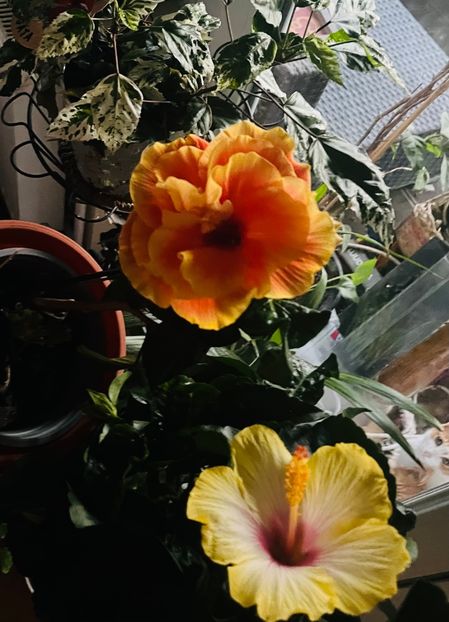 Cocktail, Apollo și Snow Queen - Hibiscus