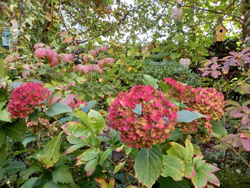 08.10.2022 - Grădina 2022 continuare 4