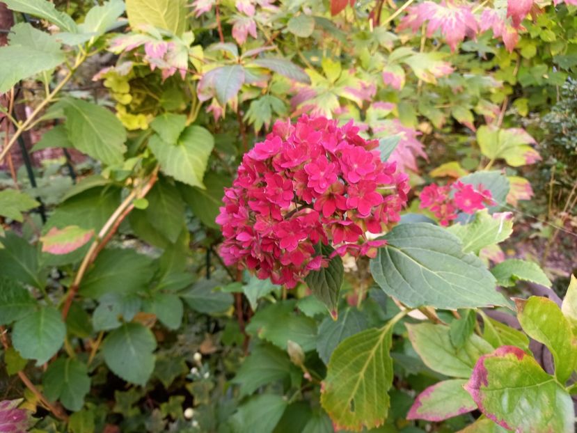  - Grădina 2022 continuare 4