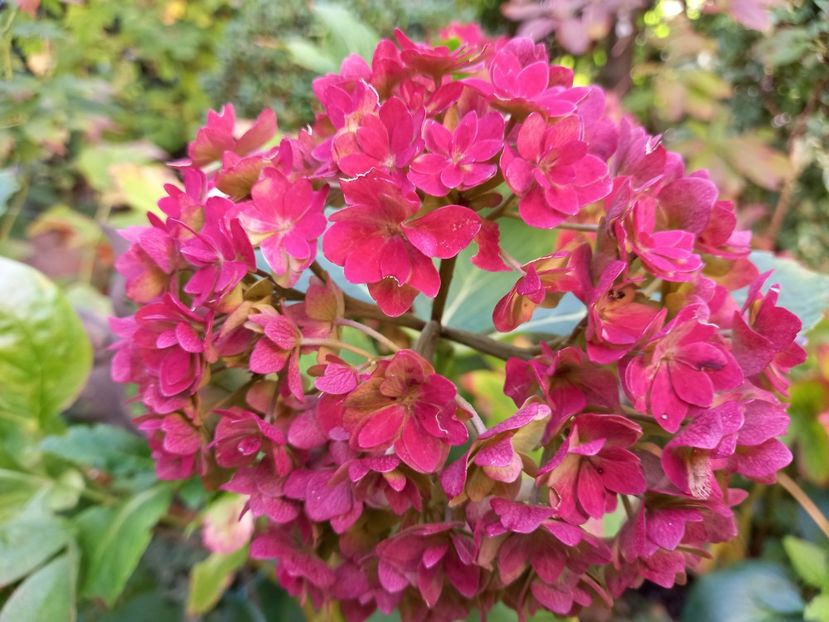  - Grădina 2022 continuare 4