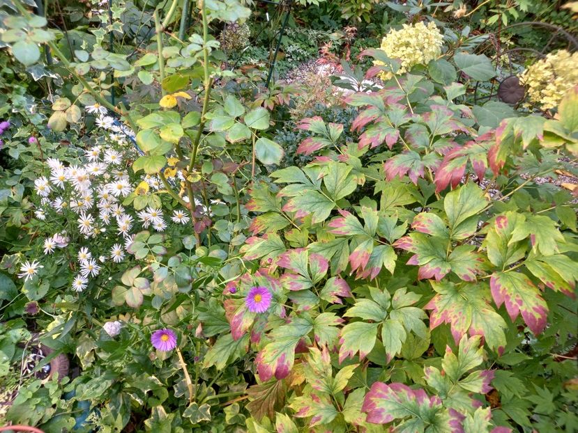  - Grădina 2022 continuare 4