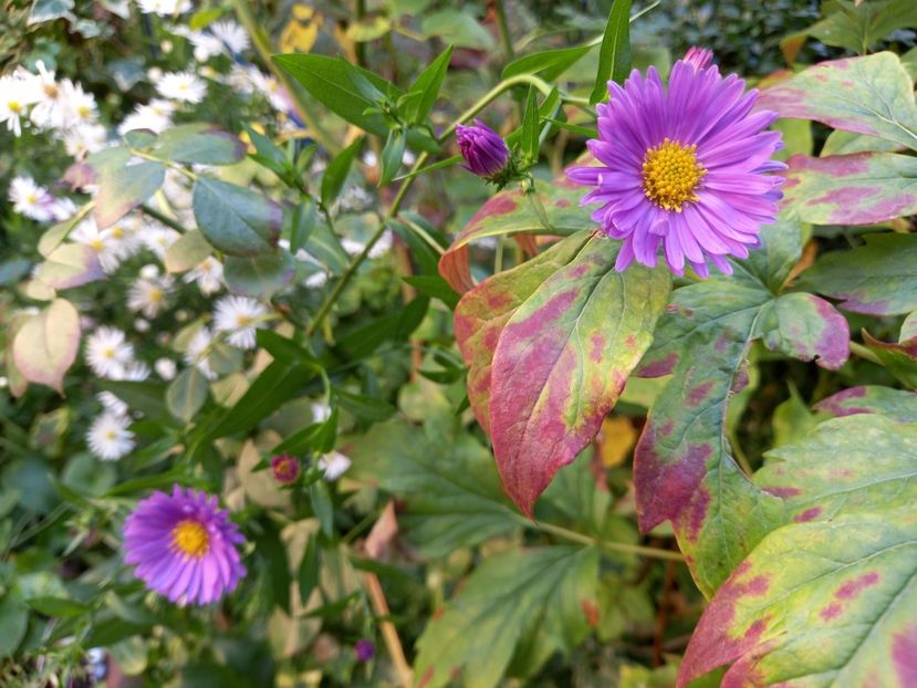  - Grădina 2022 continuare 4