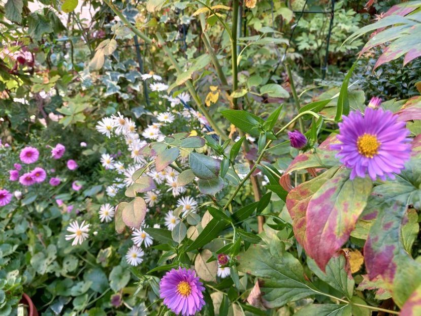  - Grădina 2022 continuare 4