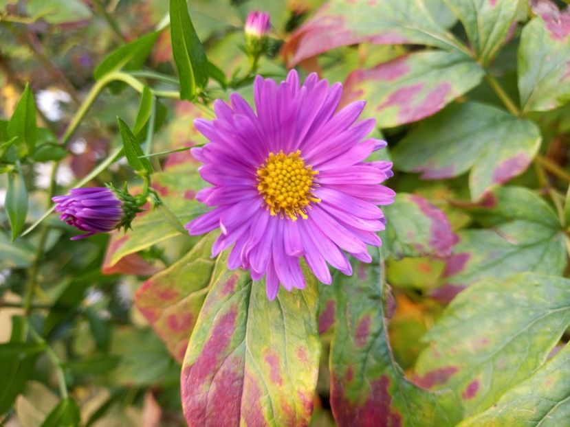  - Grădina 2022 continuare 4