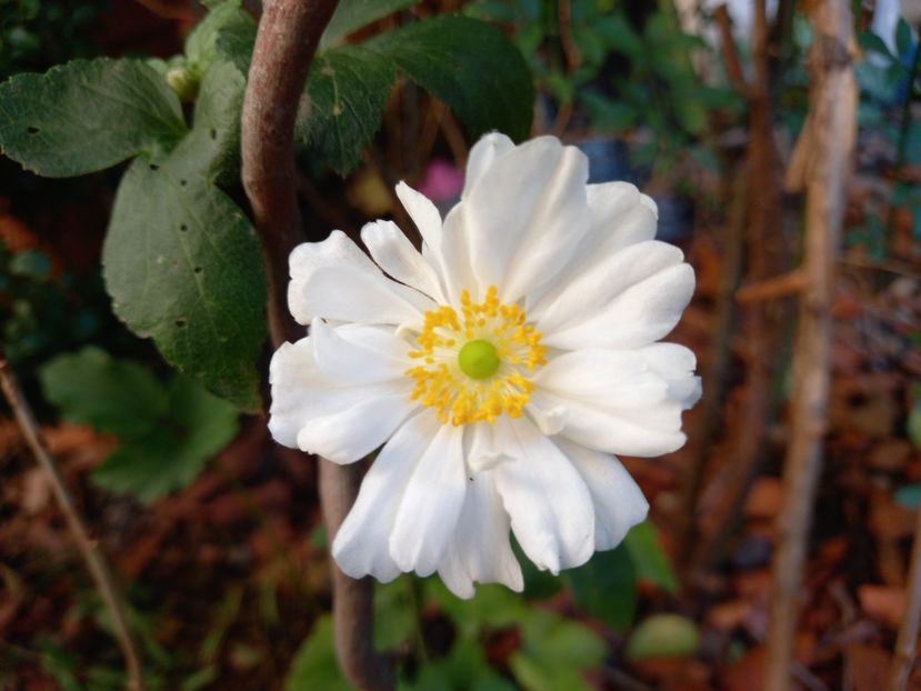 Anemona "Whirlwind" - Grădina 2022 continuare 4