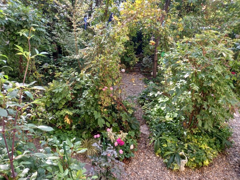  - Grădina 2022 continuare 4