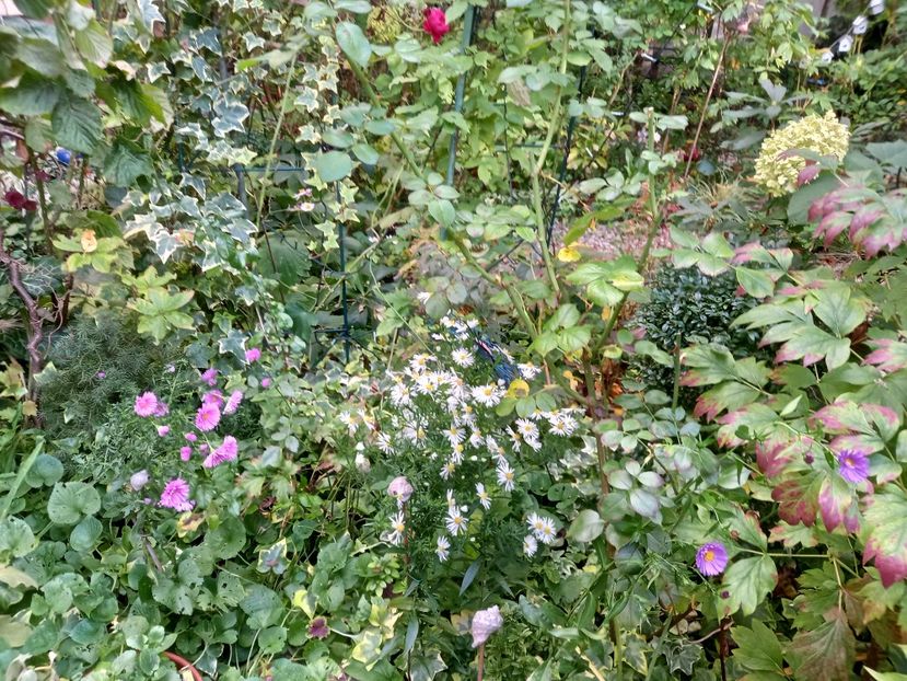  - Grădina 2022 continuare 4