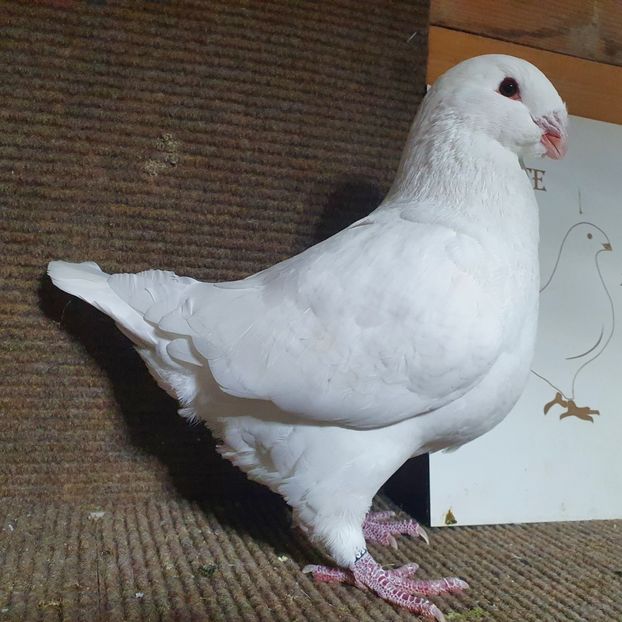 1-0 2022 Ro 10314 - Pui 2022