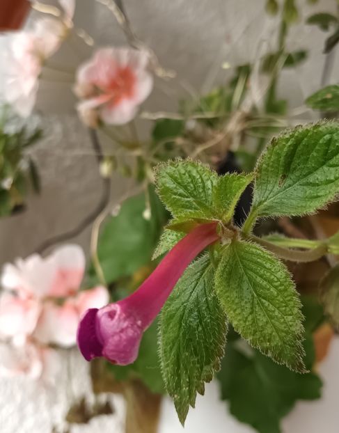 Jennifer Goode - A mea dragă Mihaela